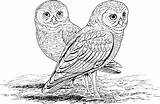 Owl Coloring Pages Printable Owls Adults Kids Realistic Burrowing Hard Color Print Animal Animals Mosaic Adult Barn Difficult Colouring Detailed sketch template