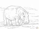 Coloring Ippopotamo Hippopotamus Colorare Pygmy Hippopotame Disegni Bambini Pigmeo Hippopotames Dentistmitcham Nain sketch template