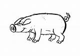 Cerdo Maiale Schwein Varken Cochon Porc Pigs Kleurplaat Malvorlage Colorat Planse Desene Quia Gallina Coloriages Granja Educima Herunterladen Kleurplaten sketch template