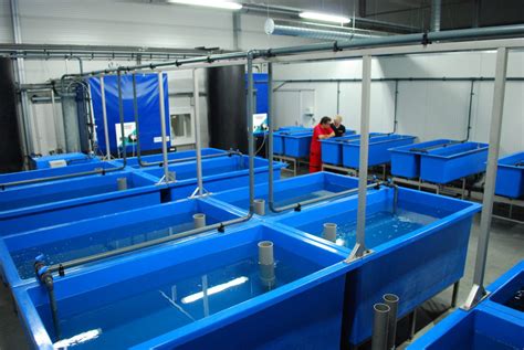 turn key fish hatchery solutions   fish species aquaculture id