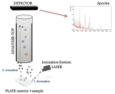 microorganisms  full text application  perspectives  malditof mass spectrometry