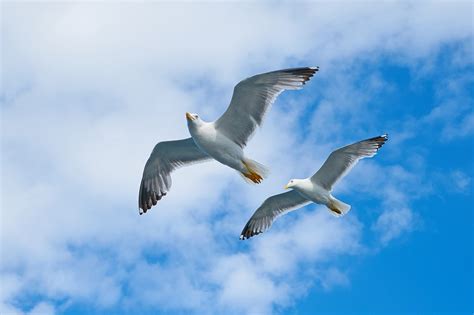 white birds flying  cloudy sky  stock photo