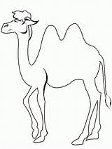 Camel Coloring Pages sketch template