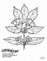 Coloring Honeysuckle Twinberry Bearberry Pages Drawing Printable sketch template