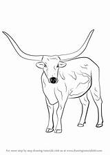 Longhorn Cattle Draw Step Drawing Animals Drawingtutorials101 Drawings Cow Coloring Farm Steer Horse Bull Tutorials Pages Learn Horns sketch template