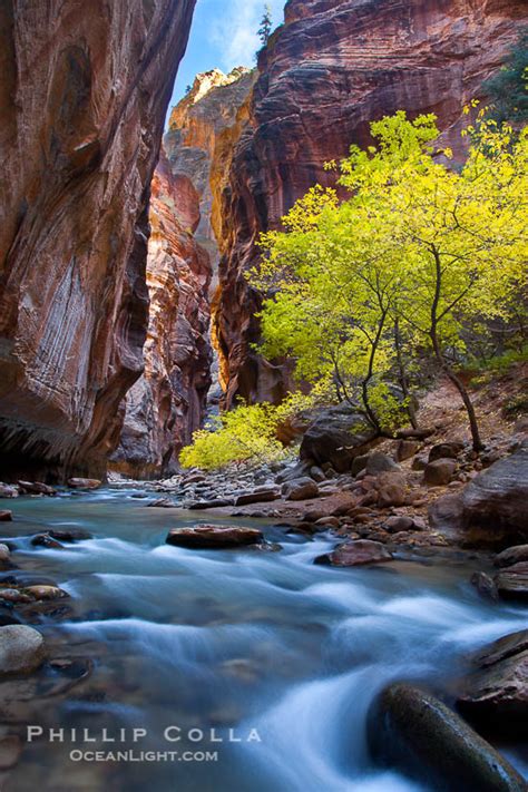 Fall Colors In The Virgin River Narrows Zion National