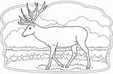 Fallow Mammals Deers Printable sketch template