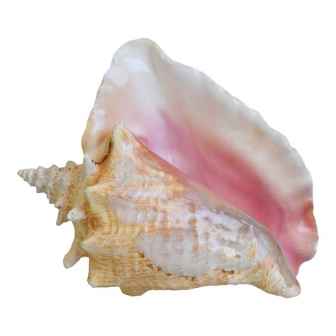 large nautical conch seashell chairish