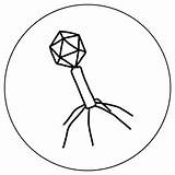 Viruses Coloring Bacteriophage Book Microbes Scavenger Microbiology Hunt Amnh sketch template