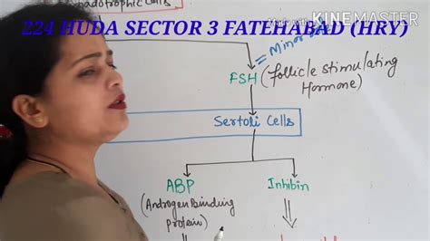 Hormonal Regulation Of Male Reproductive System Youtube