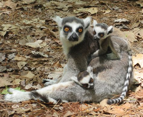 meet   lemur babies   moms duke lemur center