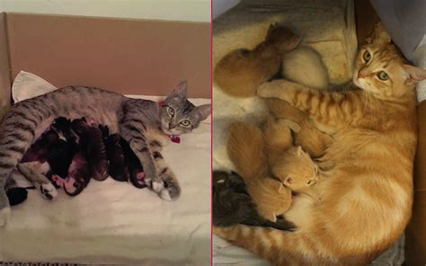 minik dostlarımız aç kalmasın diye ev yapımı 6 farklı kedi maması