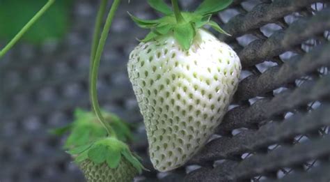 white strawberries  japan  theyre grown video