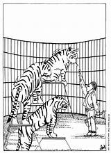 Tigres Circo Ausmalen Coloriage Chapiteau Tigers Drucken Zirkus Ausmalbilder Cirque Challenging Hellokids sketch template