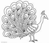Coloring Peacock Pages Kids Printable sketch template