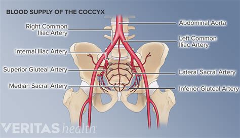 soft tissues  essential functions   coccyx spine health