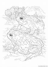Coloring Frog Pages Realistic Coloring4free Adults Related Posts sketch template