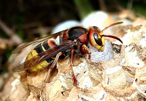 largest wasps   world worldatlas