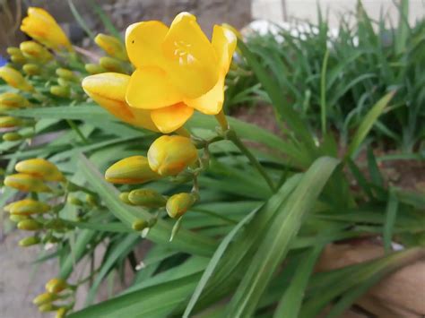 freesia freesias    flowers