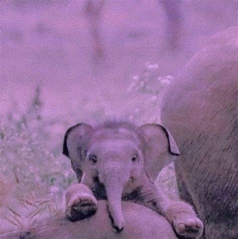 pin   cute  aesthetic   memento mori elephant cute