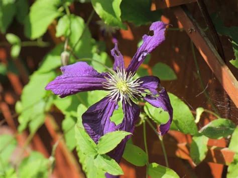 plant clematis planting guide  northern nester