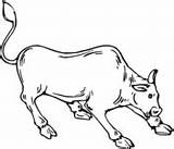 Bull Brahman Coloring Designlooter sketch template