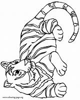 Tigers Colouring Resting Printable Coloringhome sketch template