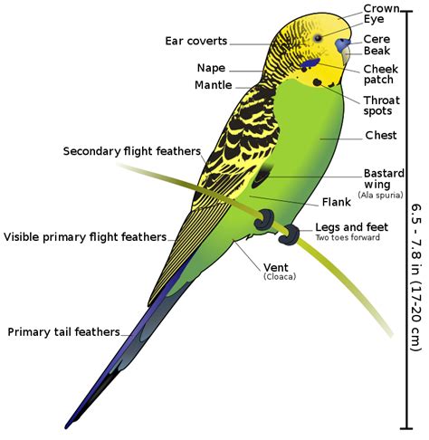 parrot clipart diagram parrot diagram transparent     webstockreview