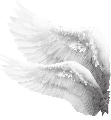 view  angel wings side view png goimages world