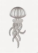 Jellyfish Zentangle Kwok Ben Efie Ik Kwallen Zentangles sketch template