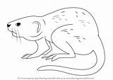 Muskrat Draw Drawing Step Drawingtutorials101 Previous Next Rodents Tutorials sketch template