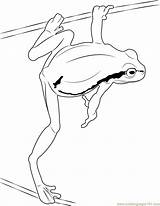 Coloring Frog Green Jump Getdrawings Coloringpages101 Pages sketch template
