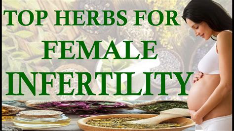 Herbs That Treat Infertility In Women 🍀🌼 Natural Remedies For