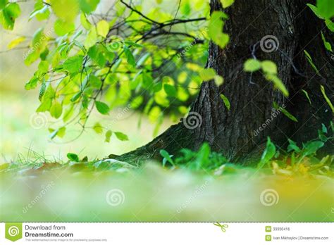 boomgebladerte en zon stock foto image  groei organisch