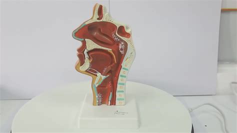 human ent oral nasal cavity throat anatomical medical pathology model buy ent modeloral
