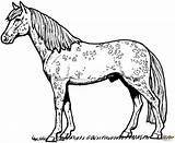 Horse Coloring Appaloosa Pages Printable Silhouettes Dots sketch template