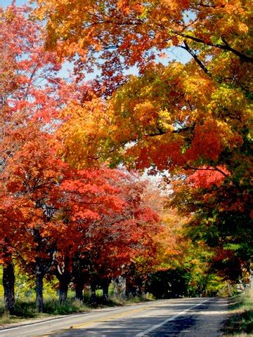 breezy trees inspiring fall colors