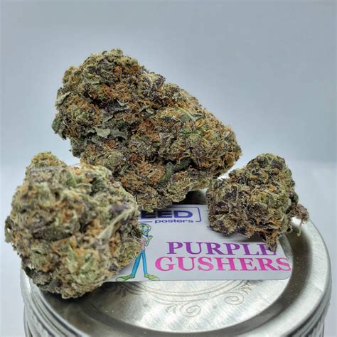 white gushers buy  oz asap purple gushers weed strain