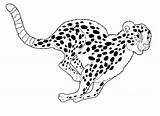 Cheetah Coloring Pages Print Kids Color sketch template