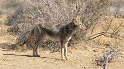 officials aggressive coyotes may be high on shrooms