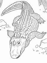 Alligator Coloring Pages American Drawing Crocodile Printable Baby Florida Alligators Common Sheets Line Aligator Colouring Template Gators Kids Animal Color sketch template