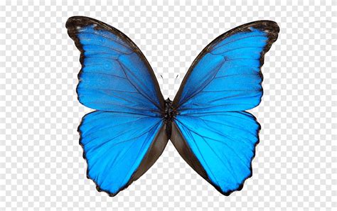 mariposa  mariposa morpho azul png pngegg
