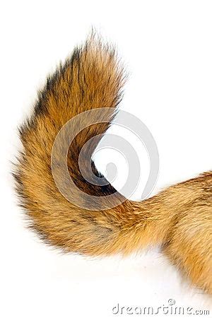 red fox tail royalty  stock photography image