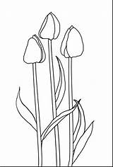 Tulip Flower Coloring Pages Outline Getdrawings Sheet Printable Template sketch template