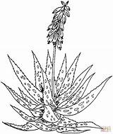 Aloe Barbadensis Kaktus Cactus Malvorlage Blumen Hyacinth Blaetter Einfache Kraeuter Canarias Malvorlagen Ausmalbild Kostenlos Coloringbay Designlooter Supercoloring Besuchen Weitere sketch template