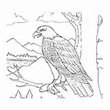 Coloring Eagle Philippine Pages Designlooter Drawings 230px 55kb sketch template