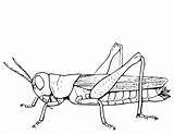 Grasshopper Sauterelle Locust Hopper Clipartkey Saltamontes Colorier Coloriages sketch template