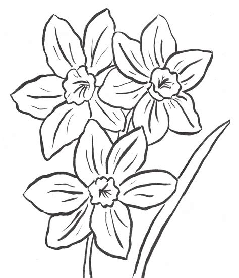 daffodil coloring page art starts  kids