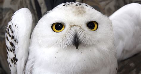 record number  snowy owls sighted  wisconsin  winter