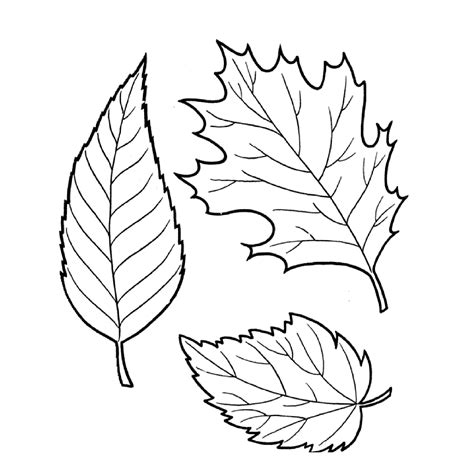 tree leaves coloring pages  kids  print
